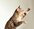 Bengal kitten stretching its claws