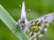 Aurora Flater