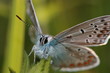 Schmetterling