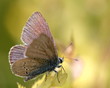 Schmetterling