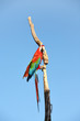 Parrot: scarlet macaw (ara macao)