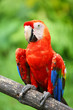 Parrot: scarlet macaw (ara macao)