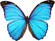 blue butterfly