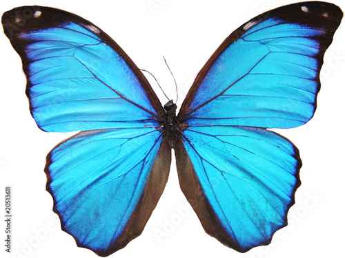 Photo: blue butterfly blue butterfly