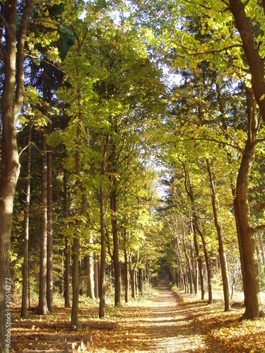 Photo: Waldweg Waldweg