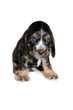 chiot cocker chiot cocker