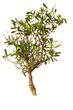 Olivenbaum