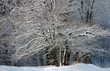 NEIGE