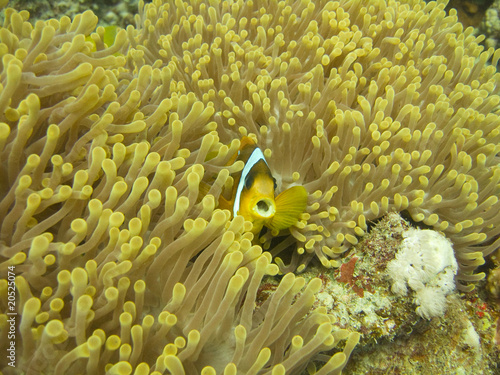 Red Sea Nemo 2010 Red Sea Nemo 2010