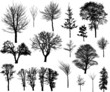 Beautiful winter tree silhouettes, highly detailed.