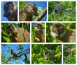 Lémuriens de Madagascar Lémuriens de Madagascar