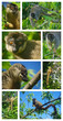 Lémuriens malgaches Lémuriens malgaches
