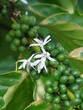 Plante - Café