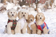 Photo en ligne au meilleur prix four puppies in snow