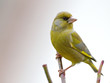 Verdier d'Europe - Greenfinch  (carduelis chloris)