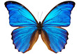 blue butterfly