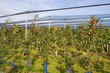 apple plantation