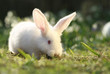 Photo: distrustful rabbit distrustful rabbit