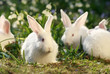 Photo: flock rabbits flock rabbits
