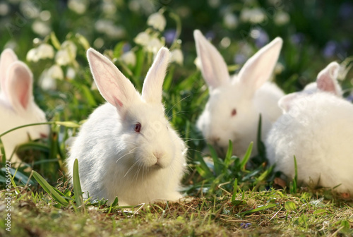 Photo: flock rabbits flock rabbits