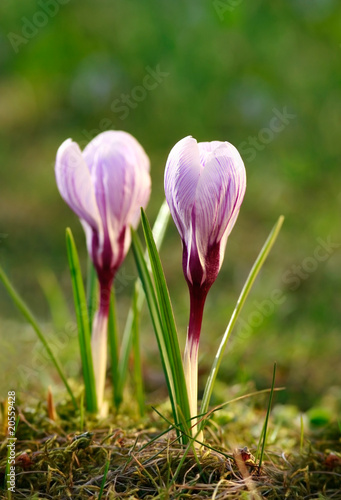 Photo: crocus crocus