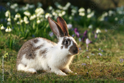 Photo: crossbreed rabbit crossbreed rabbit