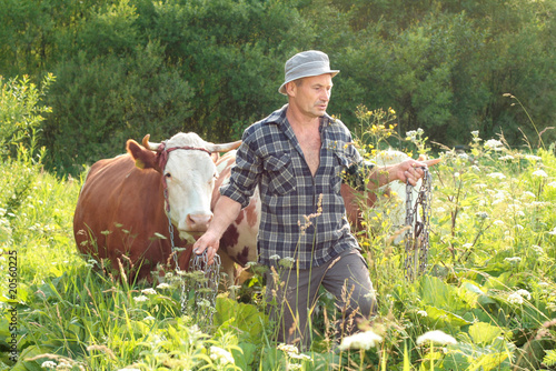 Photo: farmer and cows farmer and cows