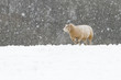 Sheep in Falling Snow Sheep in Falling Snow