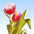 tulpen_tulips_frühling_spring