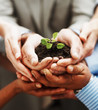 Hands holding green plant indicating teamwork