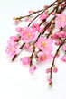 peach blossom