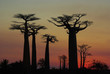 Coucher de soleil sur l'allée des baobabs Coucher de soleil sur l'allée des baobabs