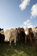 Cattle herd Cattle herd