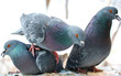 Foto: hungry birds hungry birds