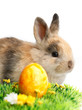 Photo: Easter Bunny Easter Bunny