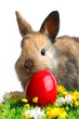 Photo: Easter Bunny Easter Bunny