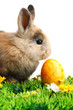 Photo: Easter Bunny Easter Bunny
