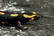 Salamandre tachetée 2