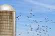 Birds in flight around a grain silo