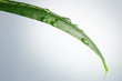 Leaf with dew Leaf with dew