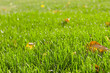 Autumn Grass