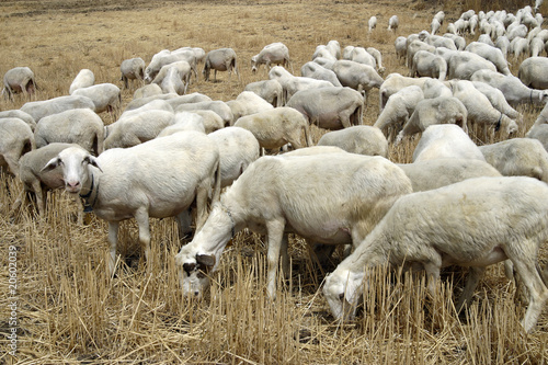 Photo: gregge di pecore al pascolo gregge di pecore al pascolo