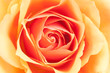 beautiful orange rose
