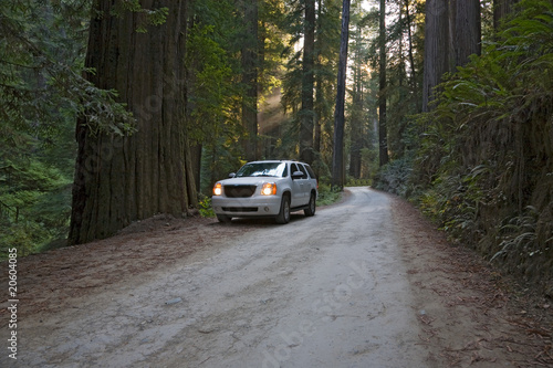 Foto: Straße Redwood Nationalpark Straße Redwood Nationalpark