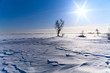 Lonely tree in a snow-covered field, the clear sky and the sun