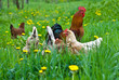 Hens and rooster Hens and rooster