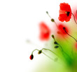 Beautiful watercolor Poppy border