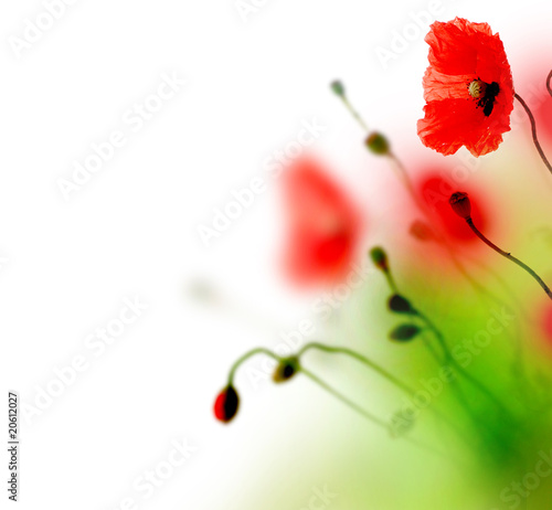 Photo: Beautiful watercolor Poppy border Beautiful watercolor Poppy border