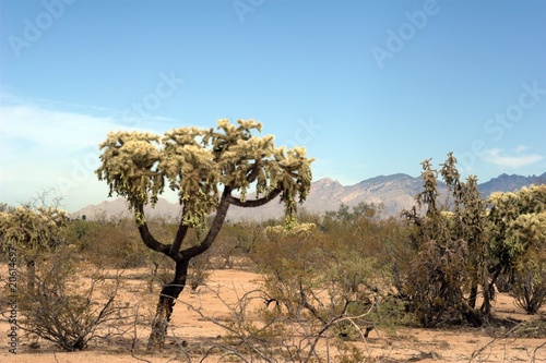 Photo: Desert Scene with Cactus and mountains Desert Scene with Cactus and mountains