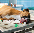 chien intubé sur la table d'opération